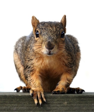 Squirrel Condos