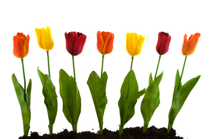 A row with colorful silk tulips