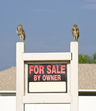 Pair of Owls standing on a For Sale sign.