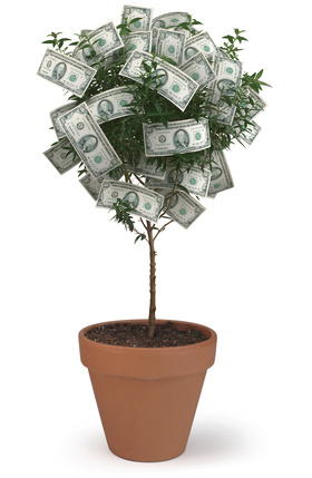 money tree