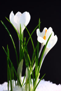 Spring flowers on a black background