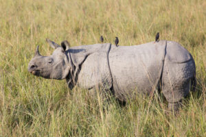 One horned rhinoceros in Kaziranga National Park